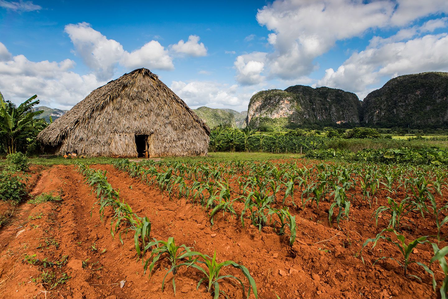 Tobacco fields in the Viñales valley, Cuba