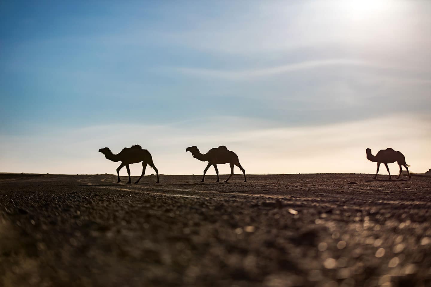 Wild camels in the Sahara Desert, Morocco