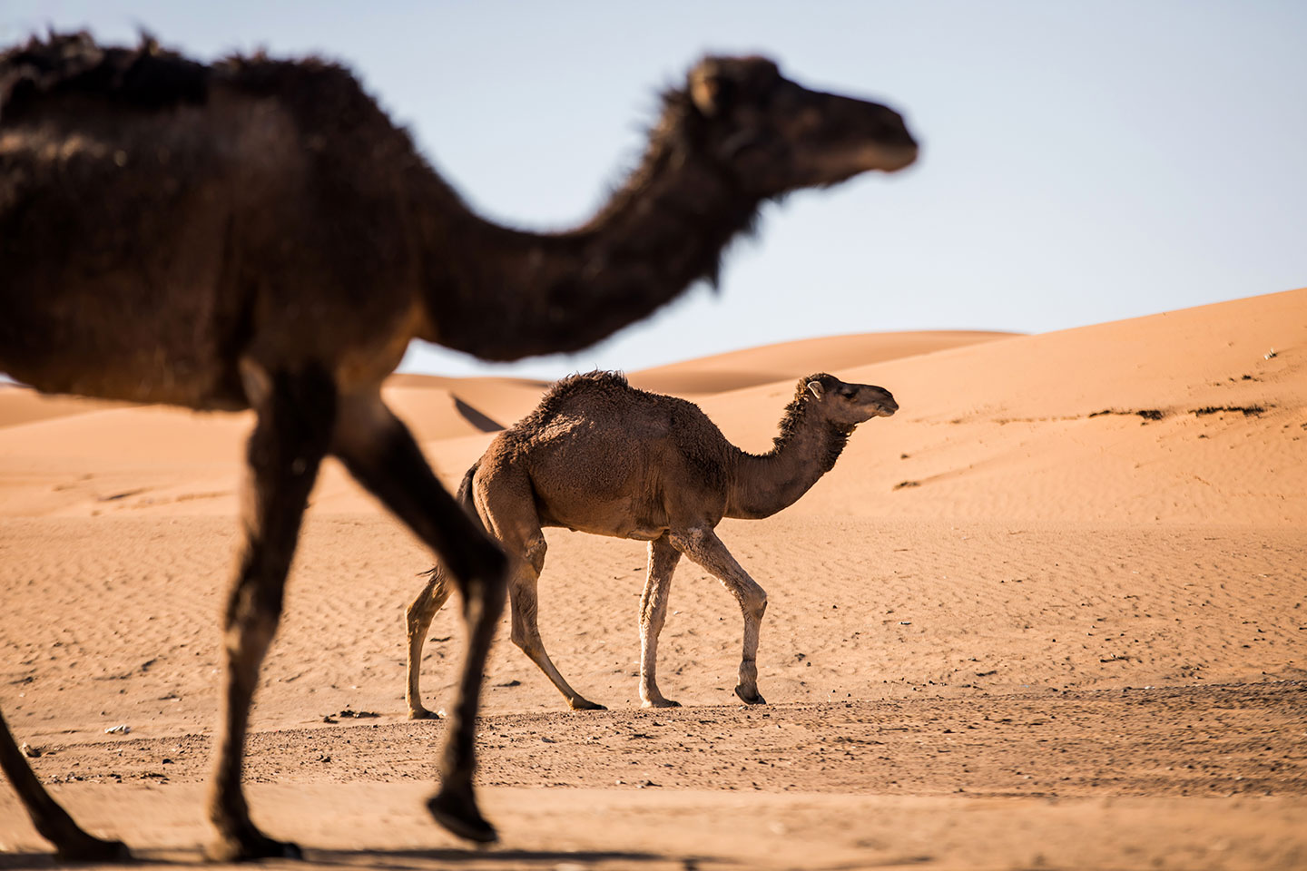 Wild camels near Zagora in the Sahara desert, Morocco