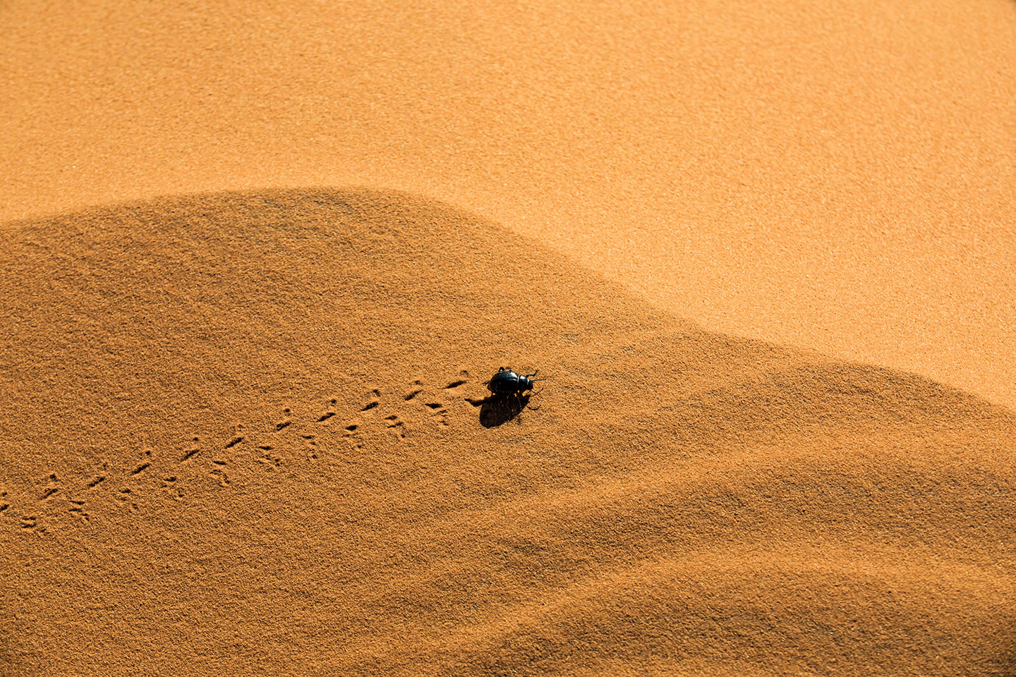 Beetle in the sand of the Sahara desert in Morocco