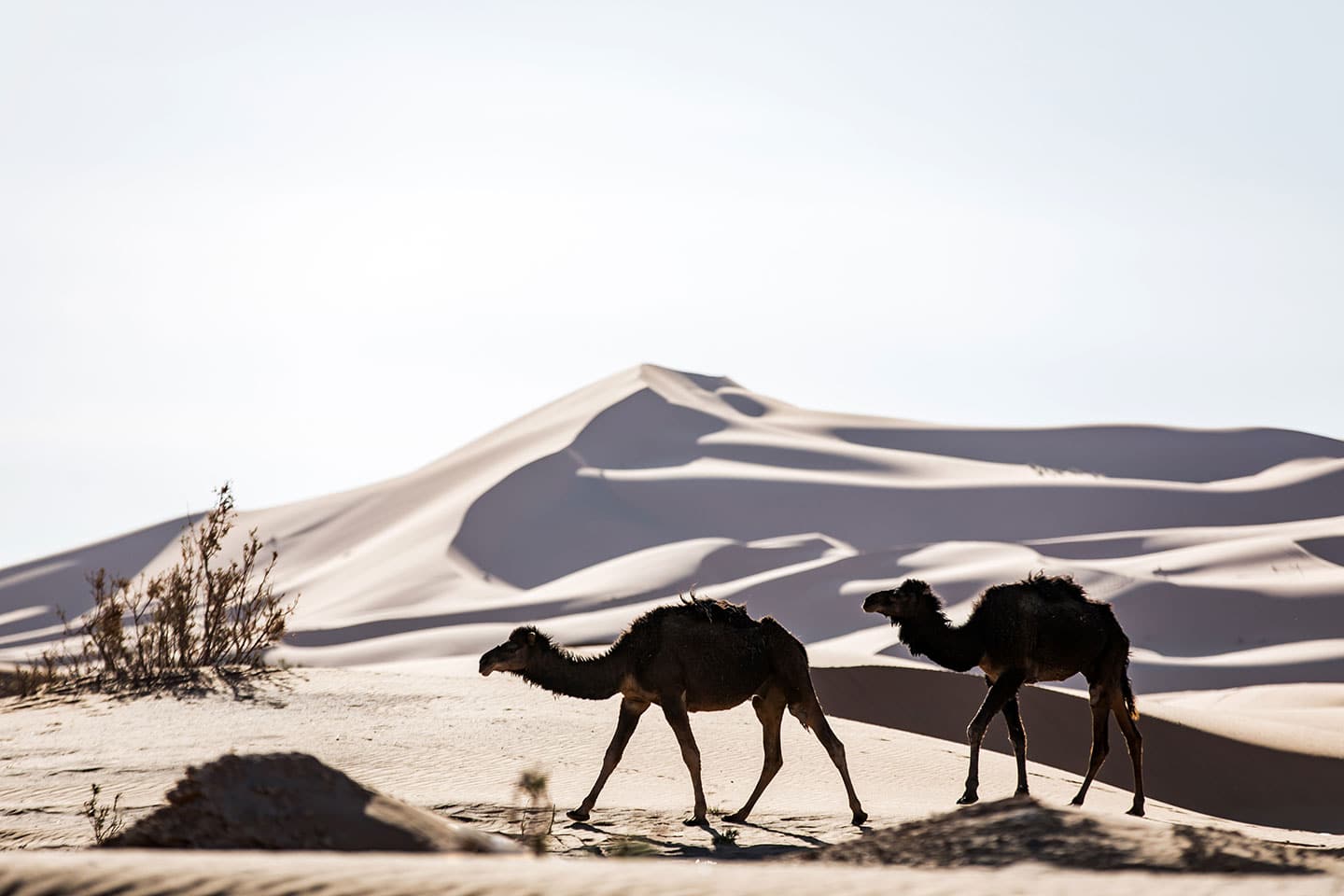 Wild camels roaming the Sahara desert in Morocco