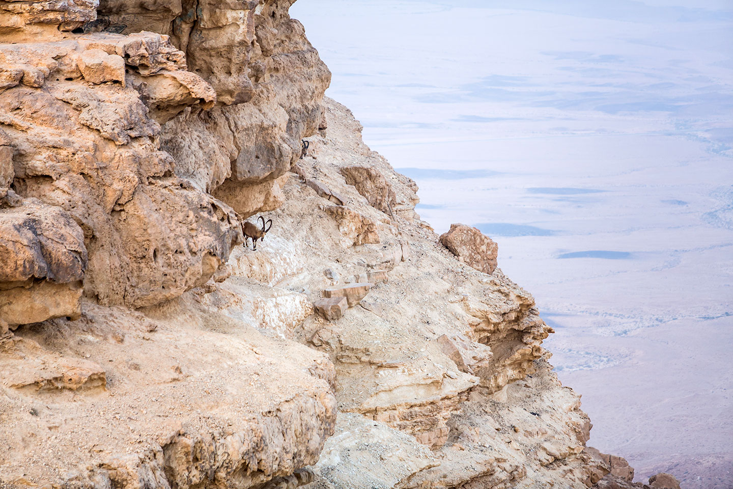 Mountain goat on a cliff in Mitzpe Ramon, Israel