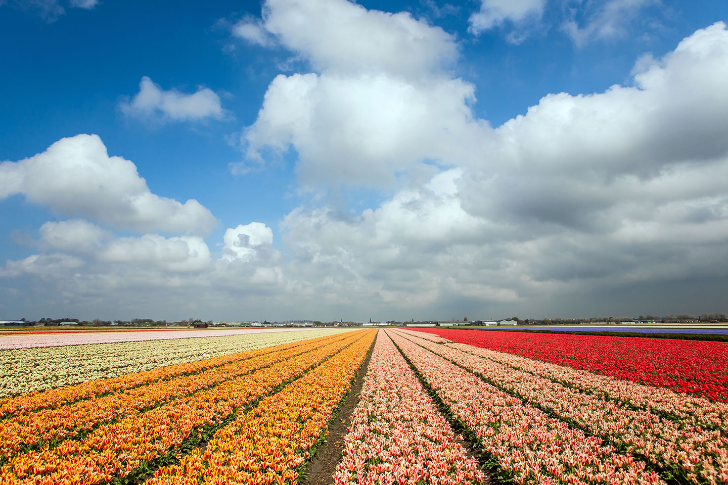 Colorful tulip fields near Amsterdam, the Netherlands