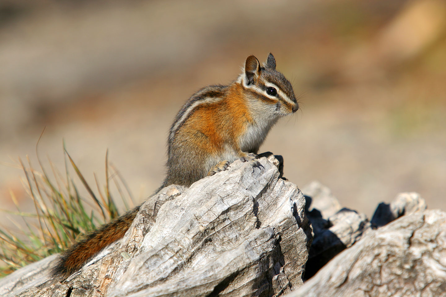 Golden Mantled ground Squirrel at Glacier National Park, Montana
