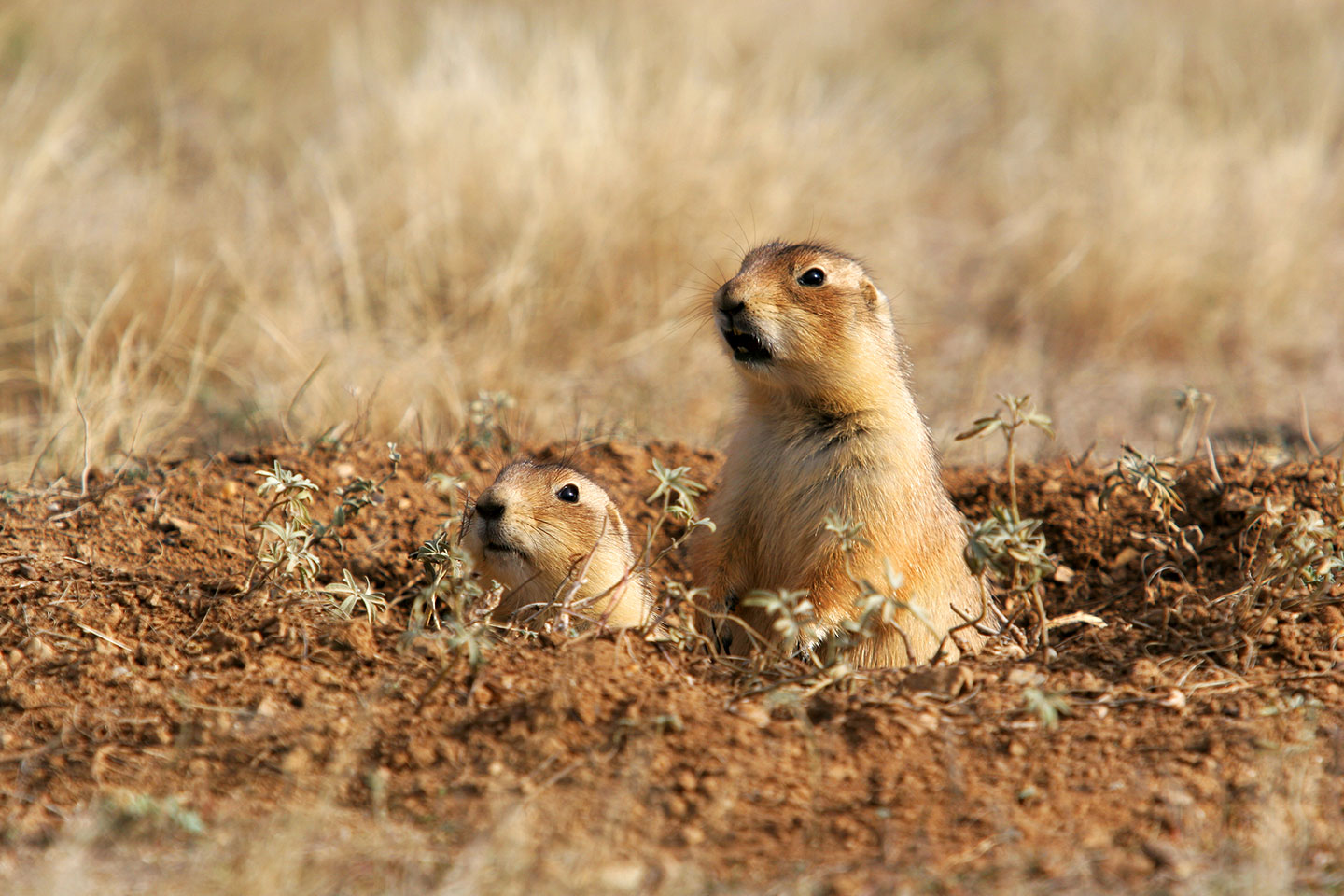 Groundhogs in a National Park in Wyoming