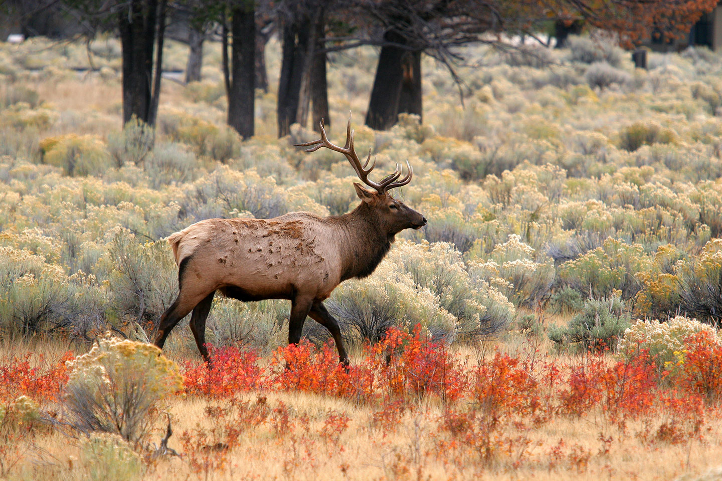 Elk in Grand Teton NP in the fall in Wyoming