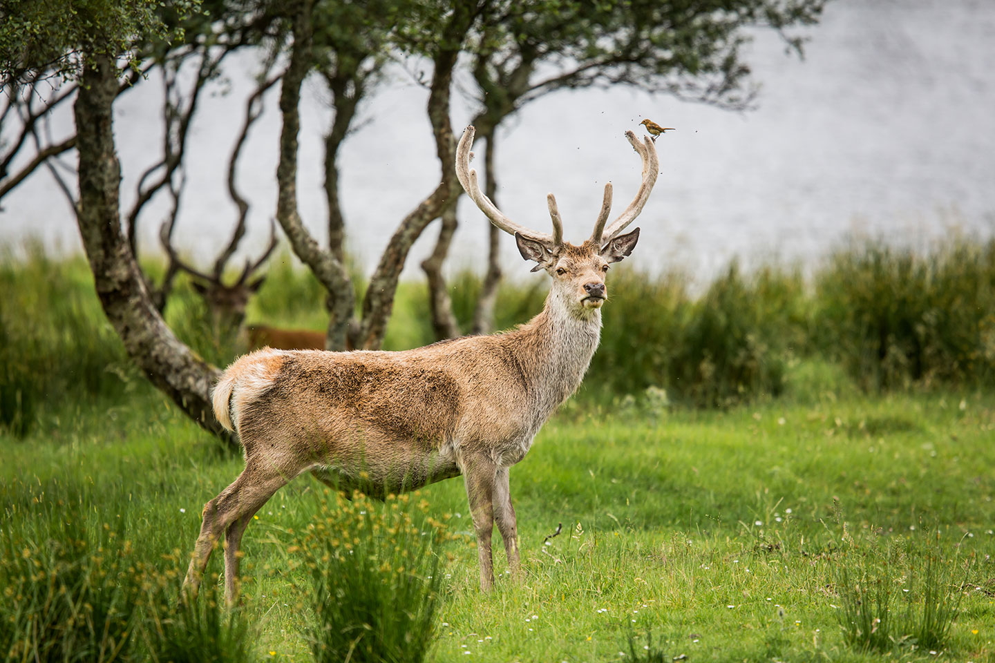 Deer in the Scottish Highlands with big antlers